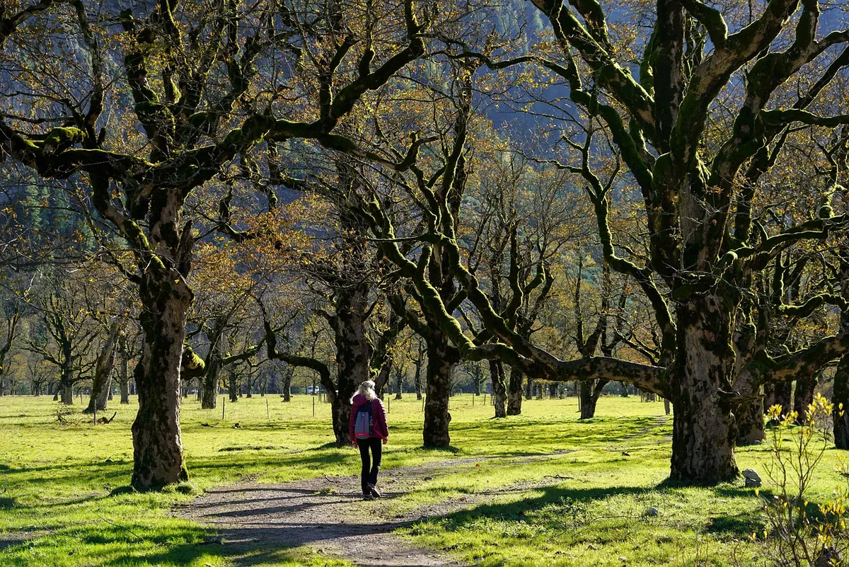A Local's Guide to Elmwood's Best Walking Trails: Difficulty, Parking, and Seasonal Tips
